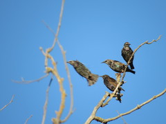 Sturnus vulgaris