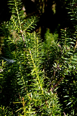 Podocarpus totara waihoensis