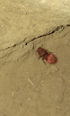 Sphaeropthalma unicolor