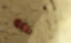 Sphaeropthalma unicolor