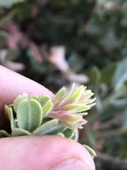 Arctostaphylos hooveri