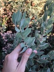 Arctostaphylos hooveri