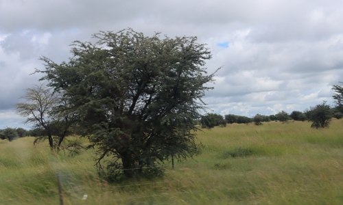 Camel Thorn