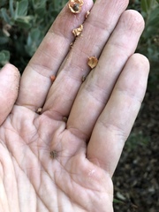 Arctostaphylos hooveri