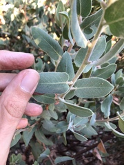 Arctostaphylos hooveri
