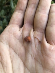 Arctostaphylos hooveri