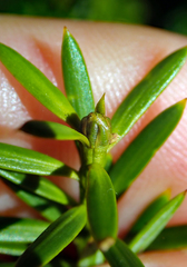 Podocarpus totara waihoensis