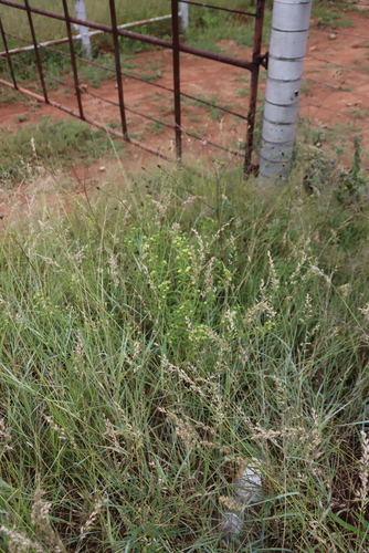 Kalahari Sand Quick (Schmidtia pappophoroides)