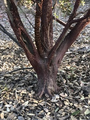 Arctostaphylos hooveri