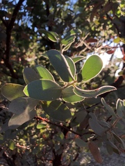 Arctostaphylos hooveri