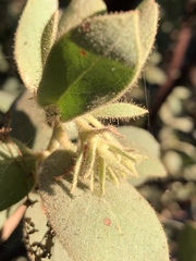 Arctostaphylos hooveri