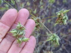 Cordylanthus rigidus