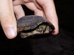 Kinosternon subrubrum subrubrum