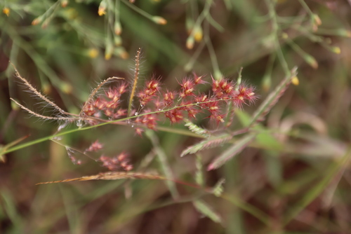 natal grass