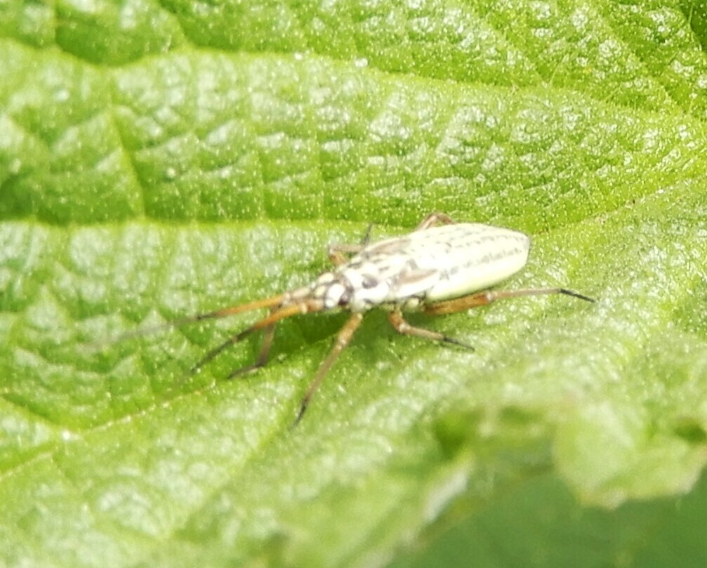 Meadow Plant Bug from 38 Braunschweig-Hondelage, Deutschland on May 26 ...