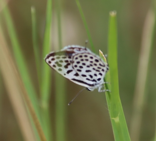 Dotted Pierrot