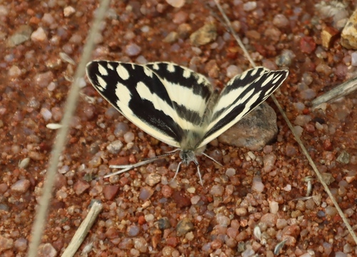 Zebra White