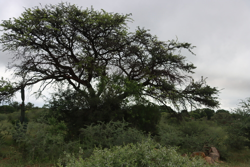 Camel Thorn