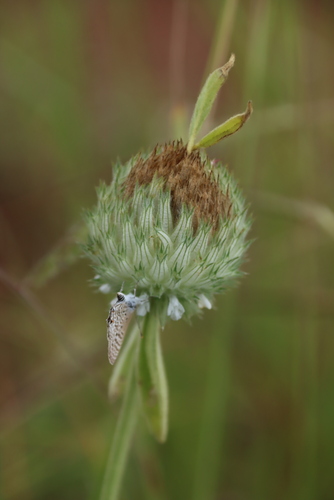Leaden Hairtail