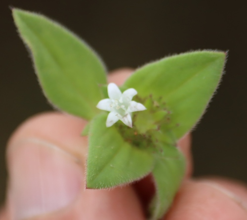 Tropical Mexican Clover