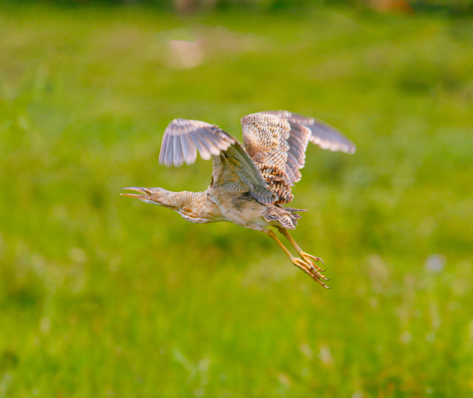 Pinnated Bittern (Botaurus pinnatus), photo 9