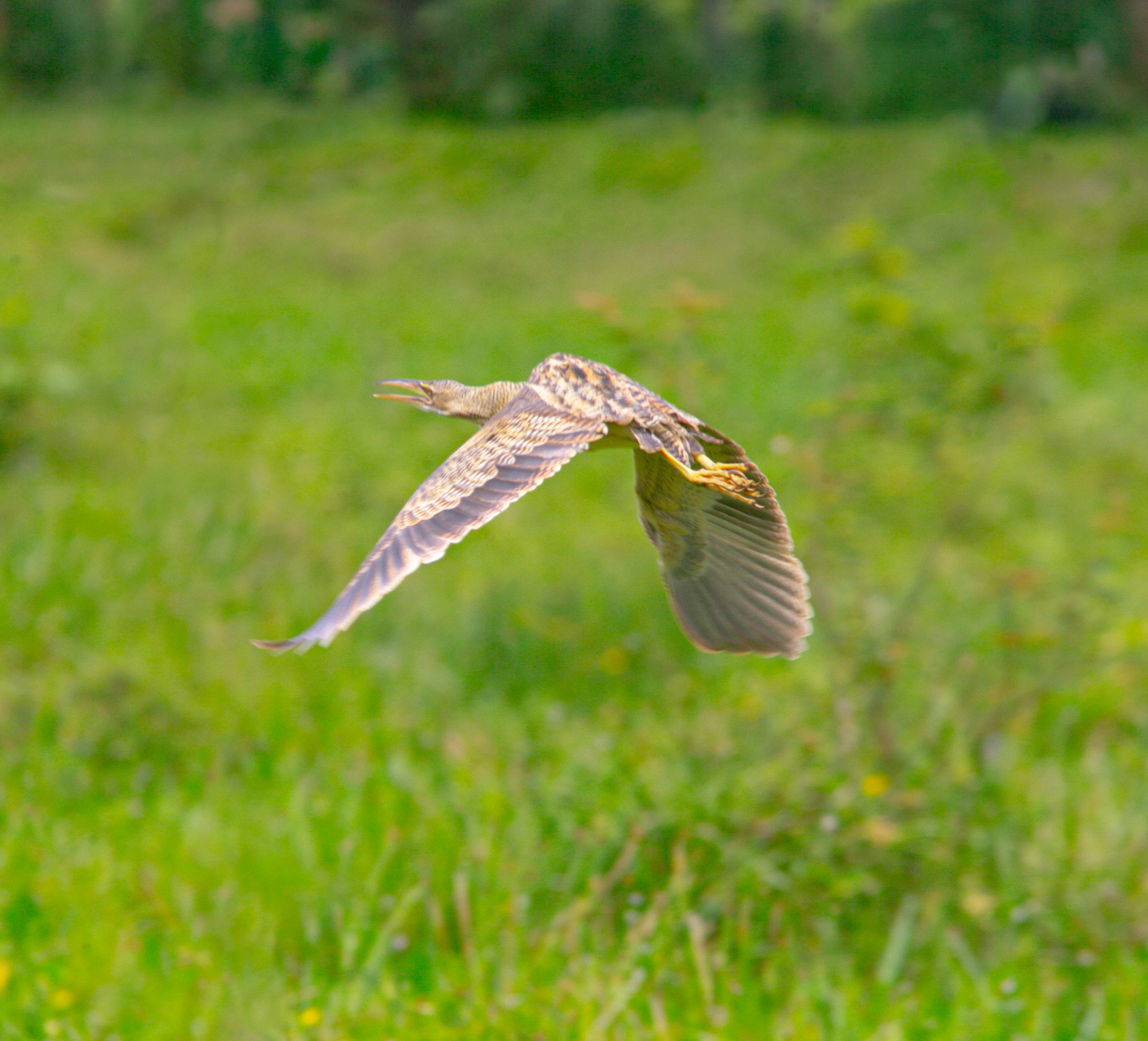 Pinnated Bittern (Botaurus pinnatus), photo 10
