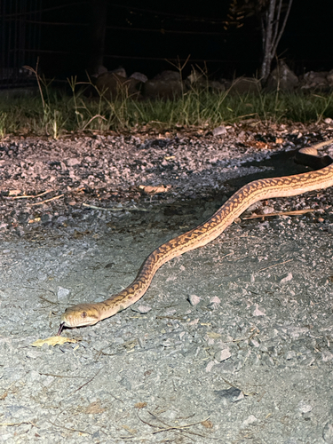 Australian Scrub Python sighting