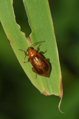 Aulacophorina