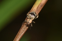 Dermatodina variegata
