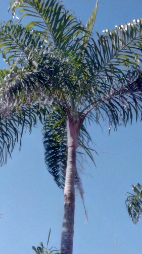 Dypsis madagascariensis