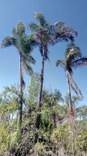 Dypsis madagascariensis