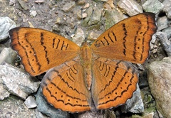 Pseudergolis wedah