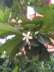 Plumeria