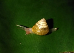 Kaliella