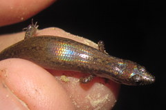 Parvoscincus decipiens