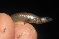 Parvoscincus decipiens