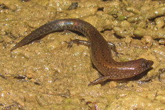 Parvoscincus decipiens