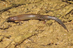 Parvoscincus decipiens