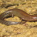 Parvoscincus - Photo (c) Jonathan Hakim, some rights reserved (CC BY-NC), uploaded by Jonathan Hakim