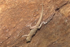 Gekko kikuchii