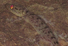 Gekko kikuchii