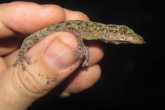 Gekko kikuchii