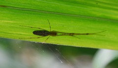 Tetragnatha keyserlingi