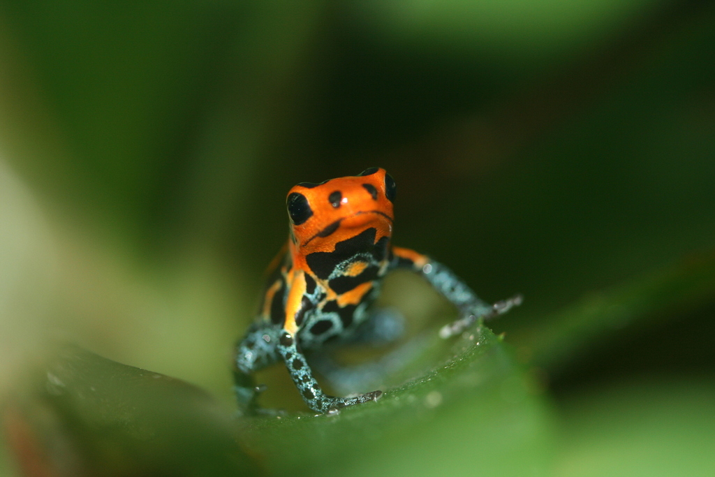 Mimic Poison Frog