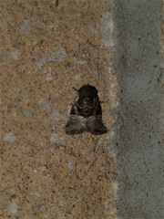 Meropleon ambifusca