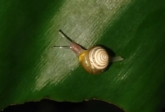 Kaliella
