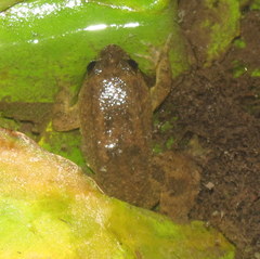 Occidozyga laevis
