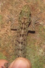 Gekko kikuchii