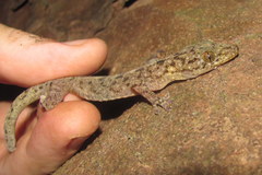 Gekko kikuchii