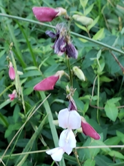 Tephrosia onobrychoides